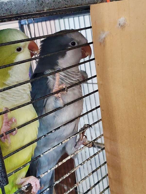 rare-tame-bird-for-sale-in-baltimore-md