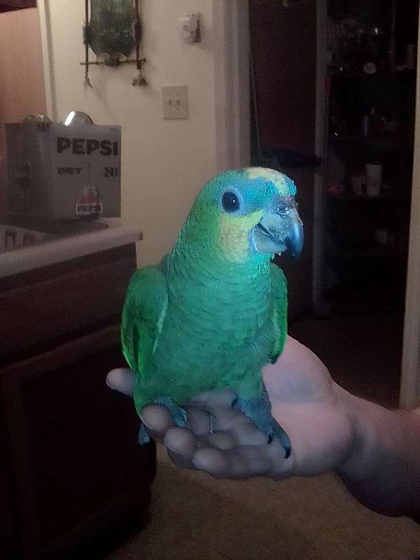 yellow-bird-for-sale-in-muncie-in