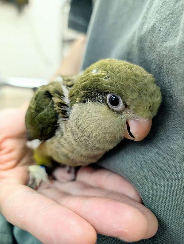 quaker-parrots-for-sale