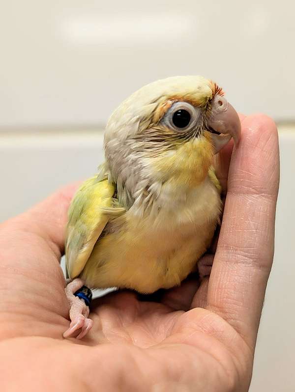 green-cheek-conure-for-sale