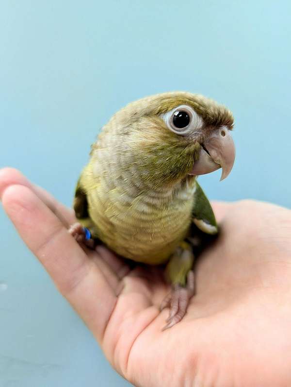 green-cheek-conure-for-sale