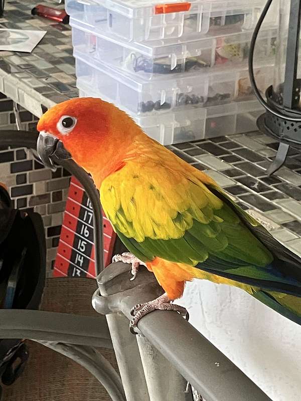 orange-bird-for-sale-in-cape-coral-fl