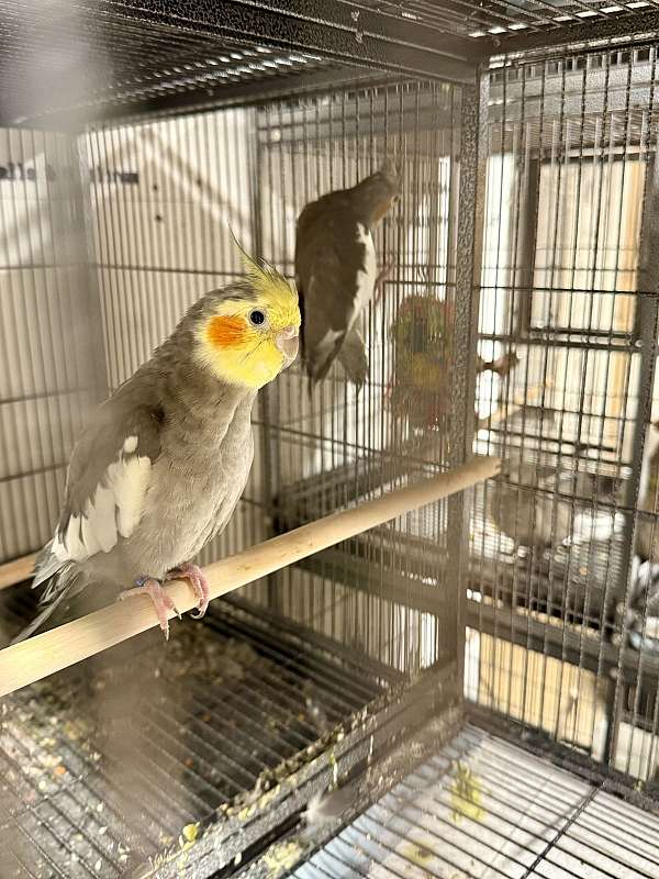 cockatiel-for-sale-in-south-fork-pa