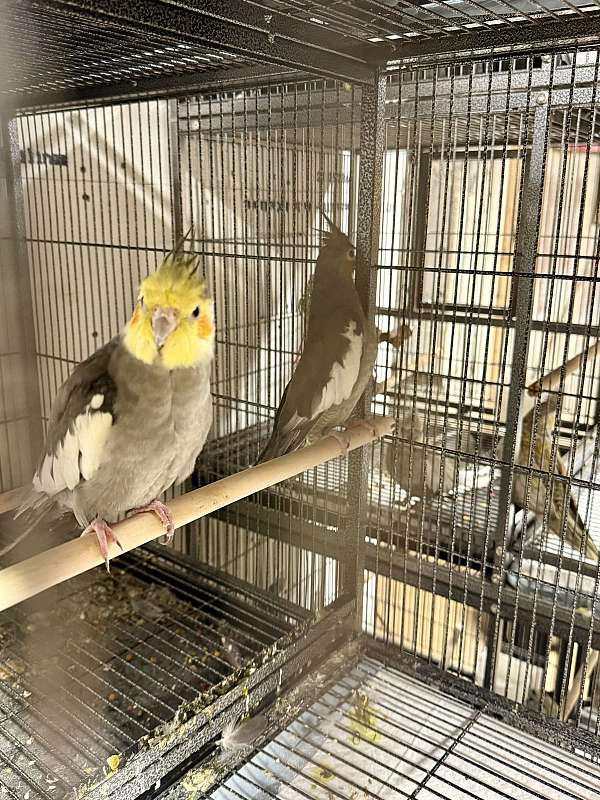 bird-for-sale-in-south-fork-pa