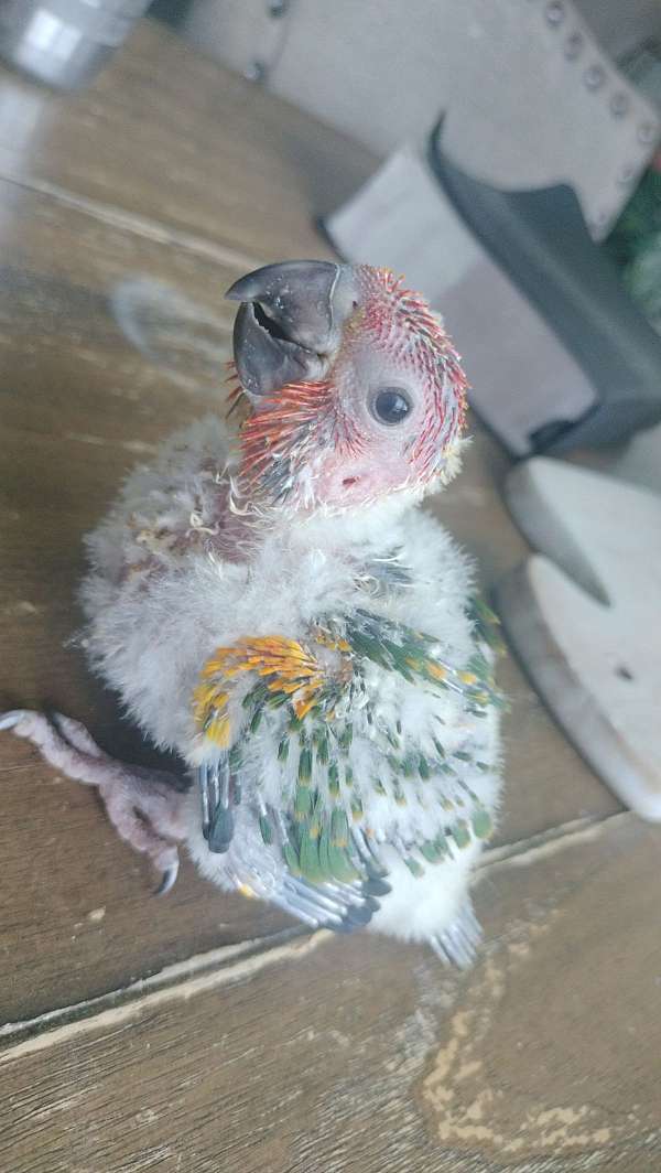 red-bird-for-sale-in-kissimmee-fl