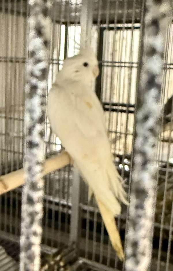 white-bird-for-sale-in-south-fork-pa