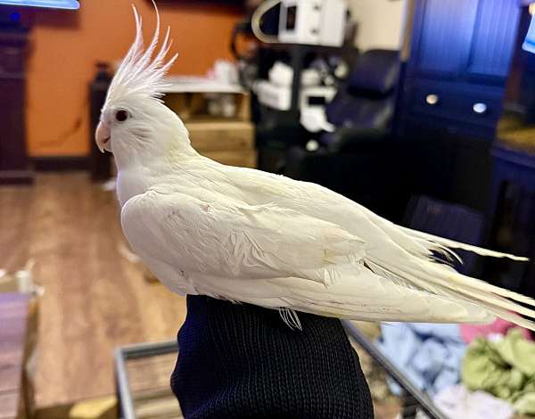 cockatiel-for-sale