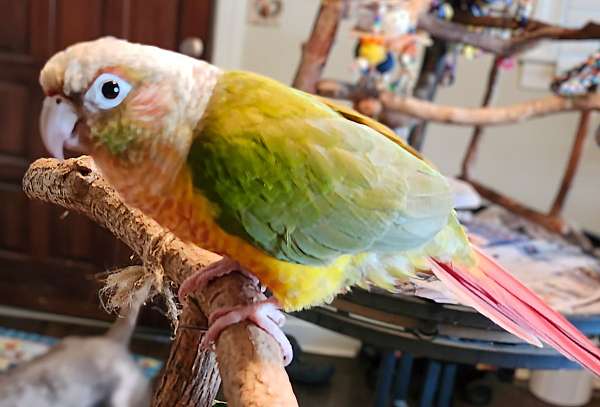 pineapple-bird-for-sale-in-mocksville-nc