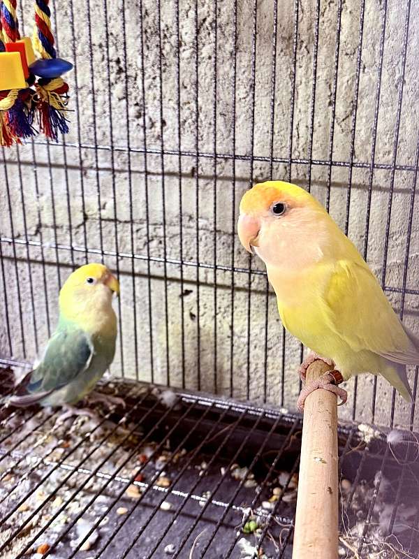 lovebird-for-sale-in-south-fork-pa