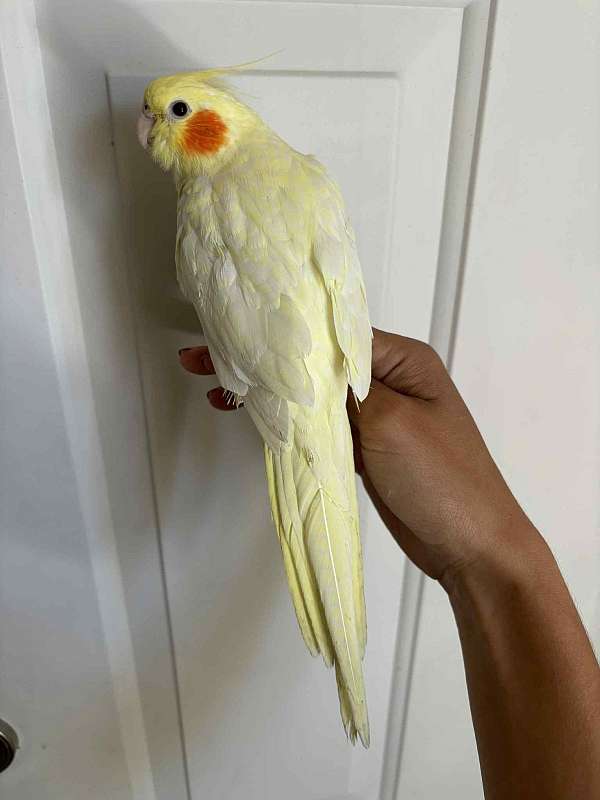 lutino-pearl-bird-for-sale-in-rohnert-park-ca
