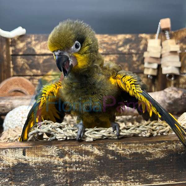 homing-lory-for-sale