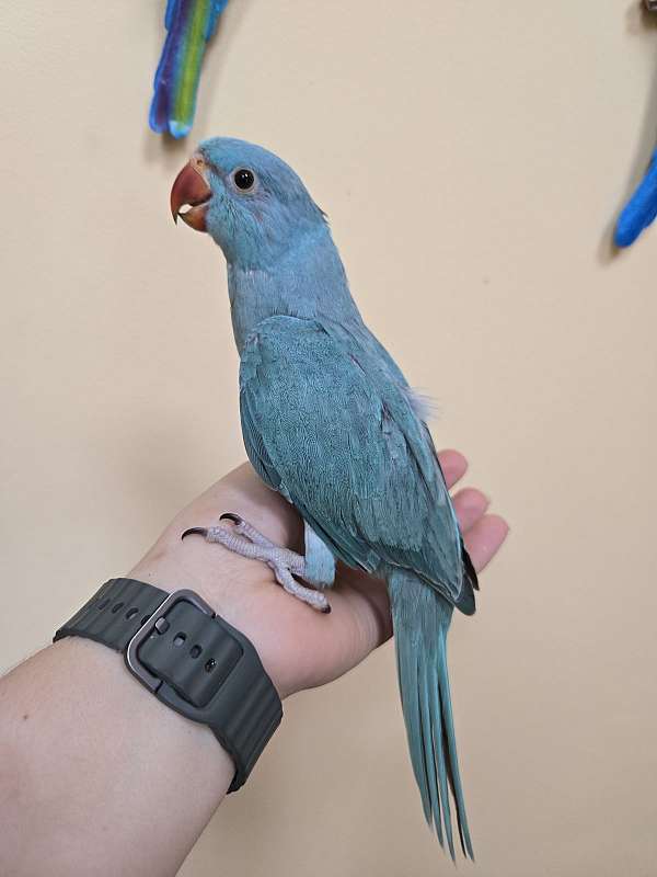 ringneck-parakeet-for-sale