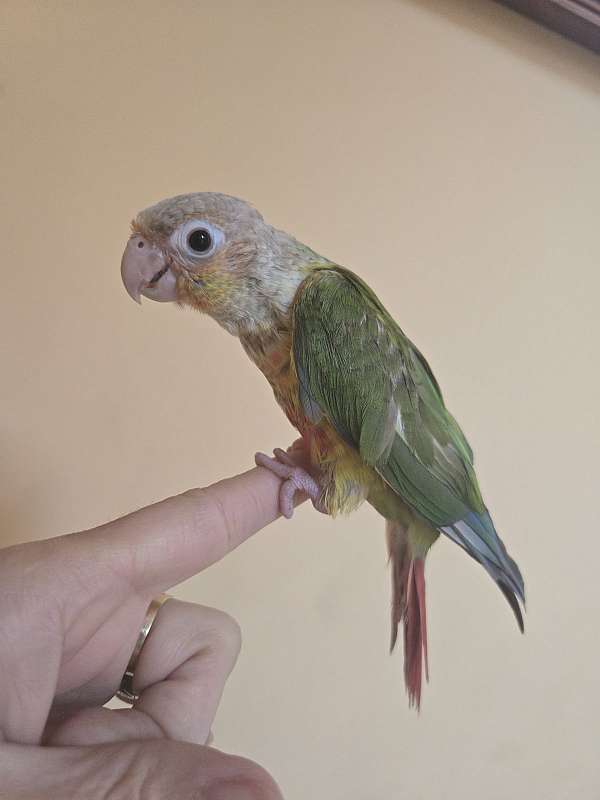 green-cheek-conure-for-sale