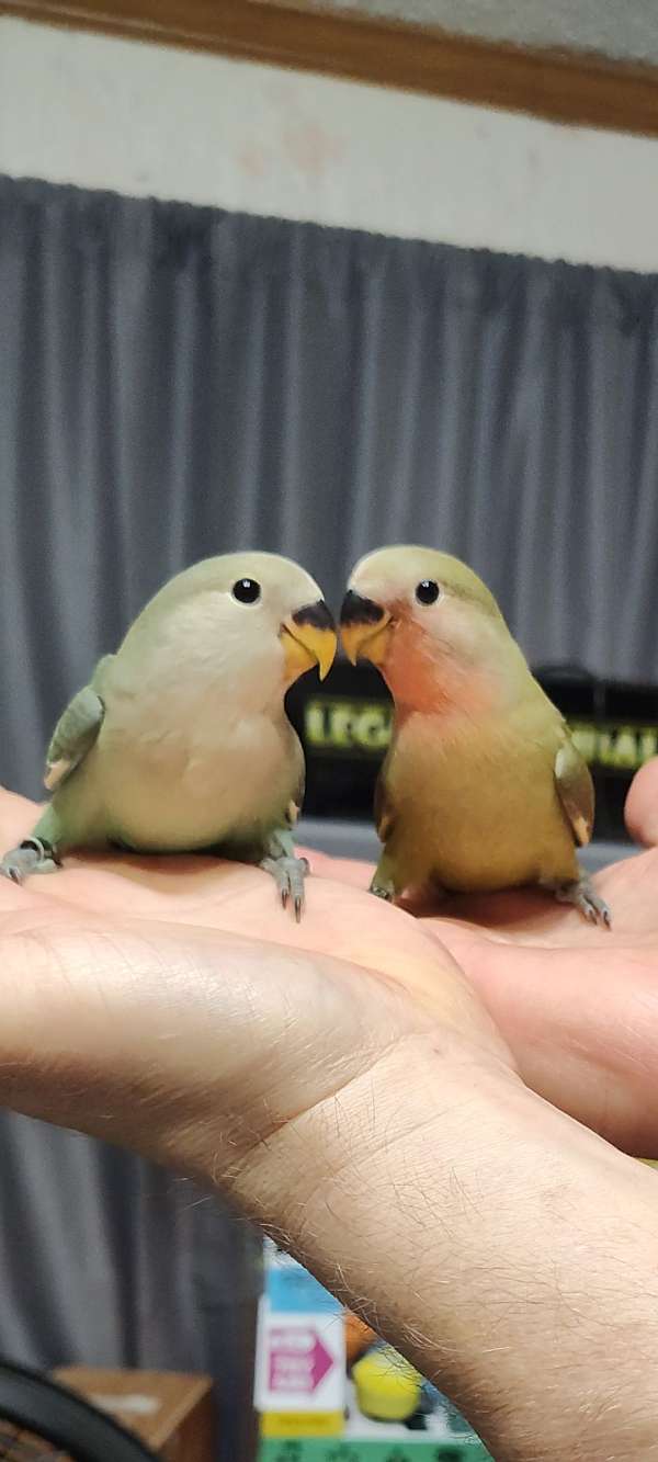 lovebird-for-sale