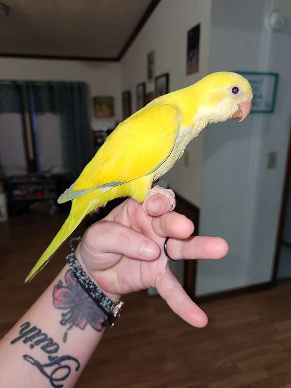 quaker-parrots-for-sale