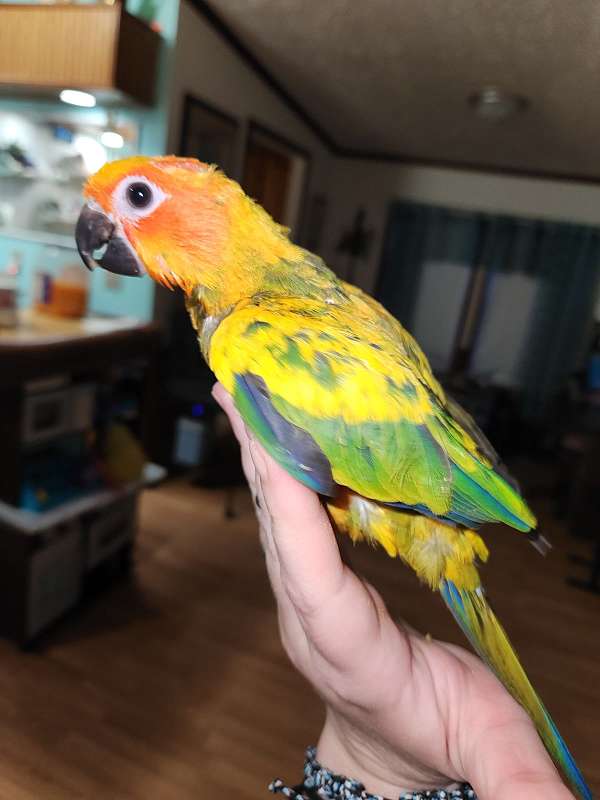 sun-conure-for-sale