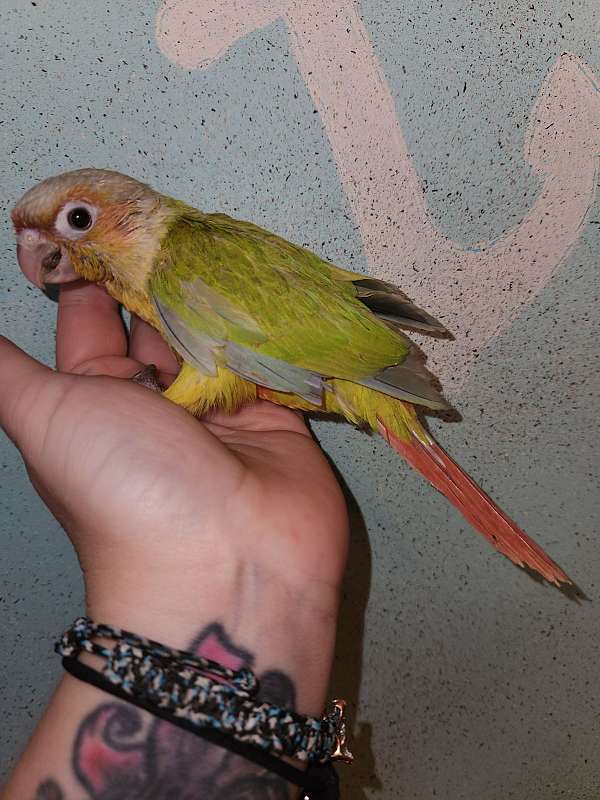 green-cheek-conure-for-sale