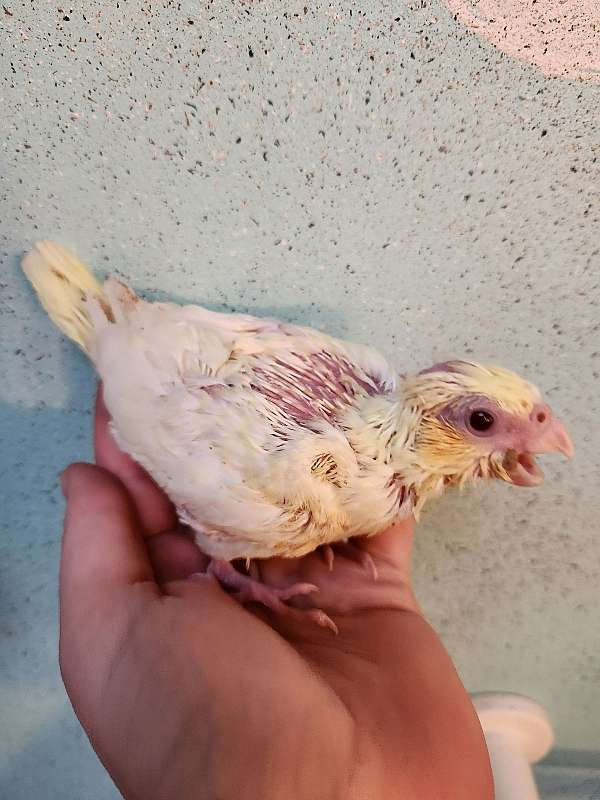 cockatiel-for-sale