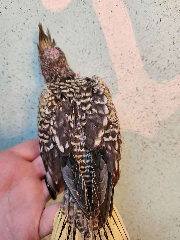 cockatiel-for-sale