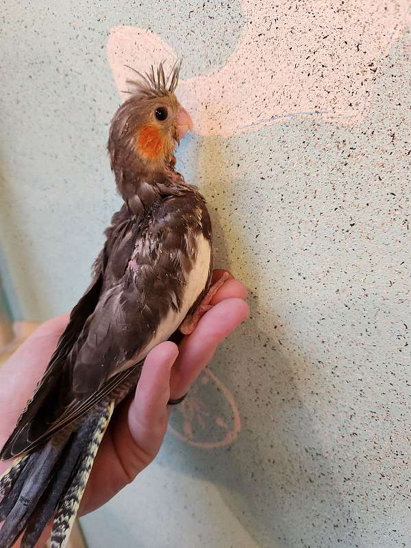 cockatiel-for-sale