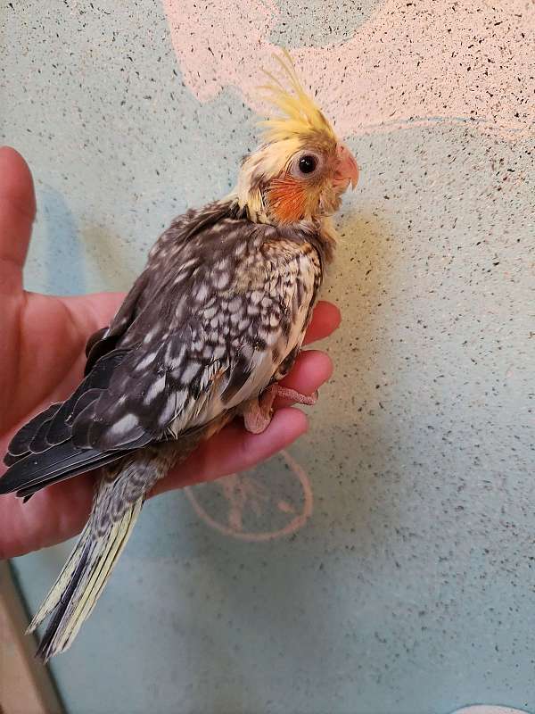 pearl-pied-bird-for-sale-in-north-carolina