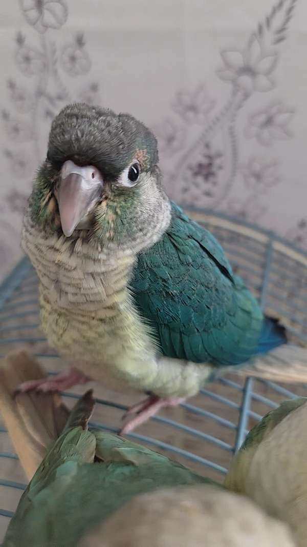 bird-parrot-for-sale-in-south-ozone-park-ny