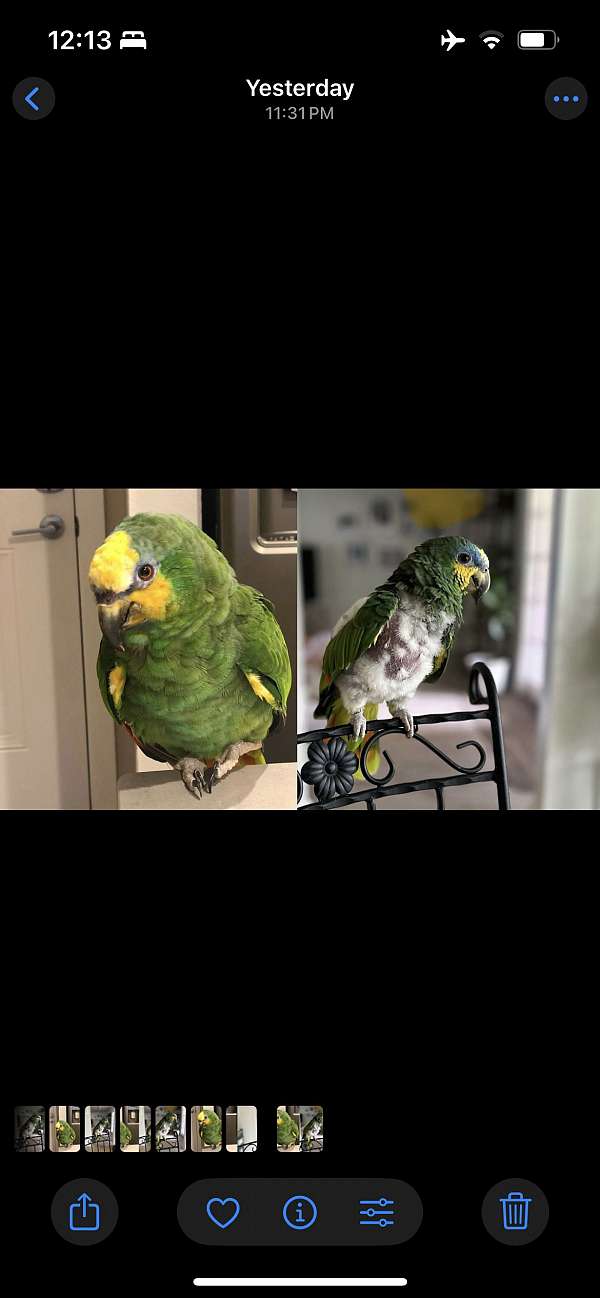 orange-winged-amazon-parrot-for-sale