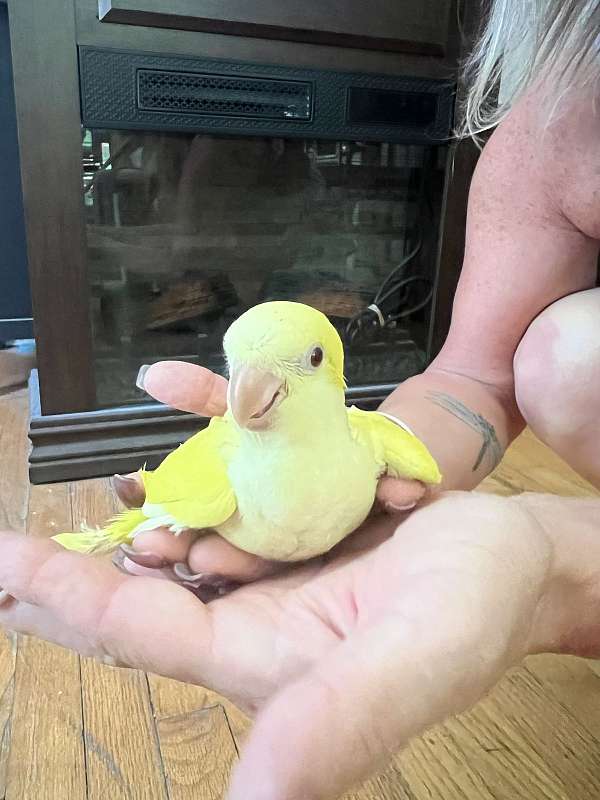 baby-bird-for-sale-in-sandown-nh