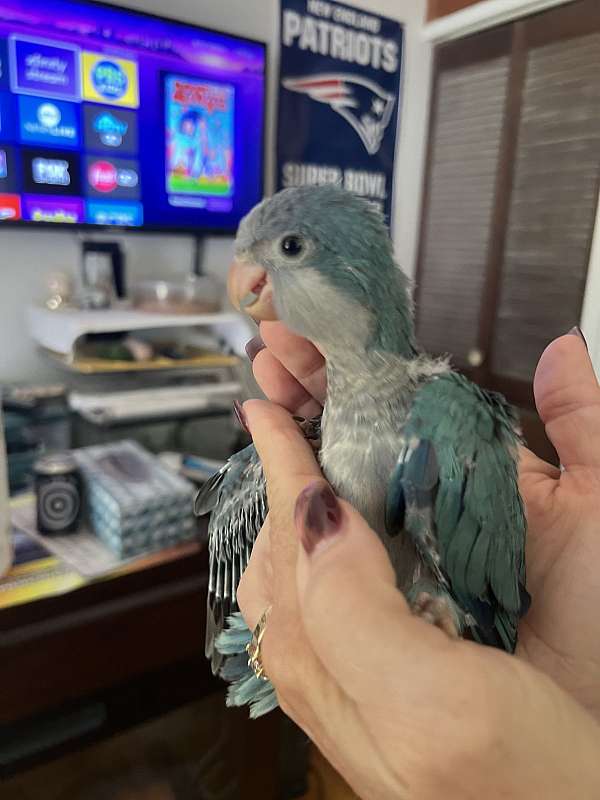 quaker-parrots-for-sale