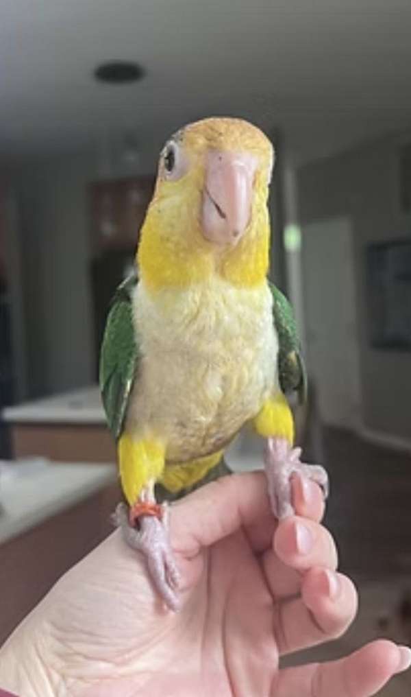 white-bellied-caique-for-sale