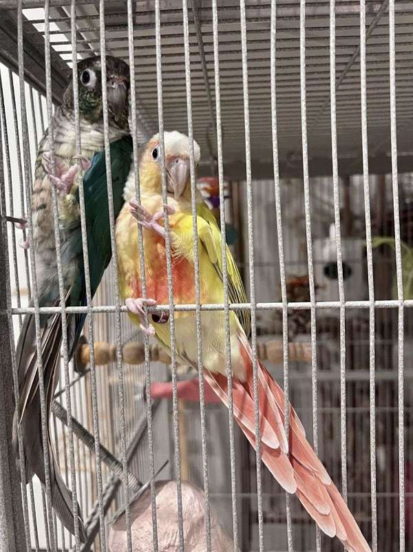 green-cheek-conure-for-sale