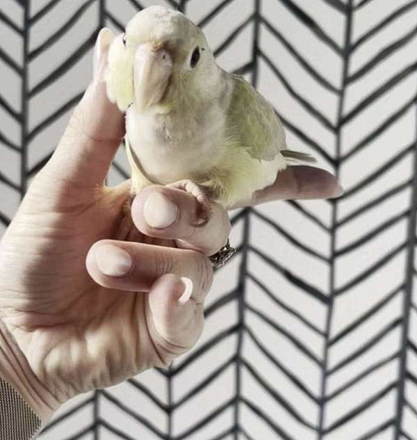 peach-bird-for-sale-in-gainesville-va