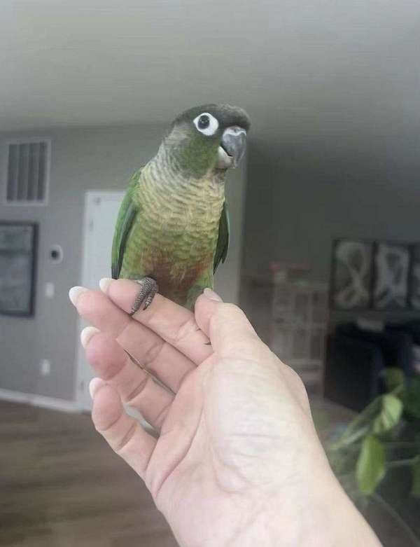 green-cheek-conure-for-sale