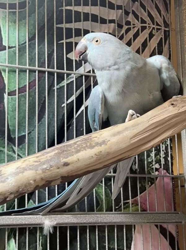 ringneck-parakeet-for-sale