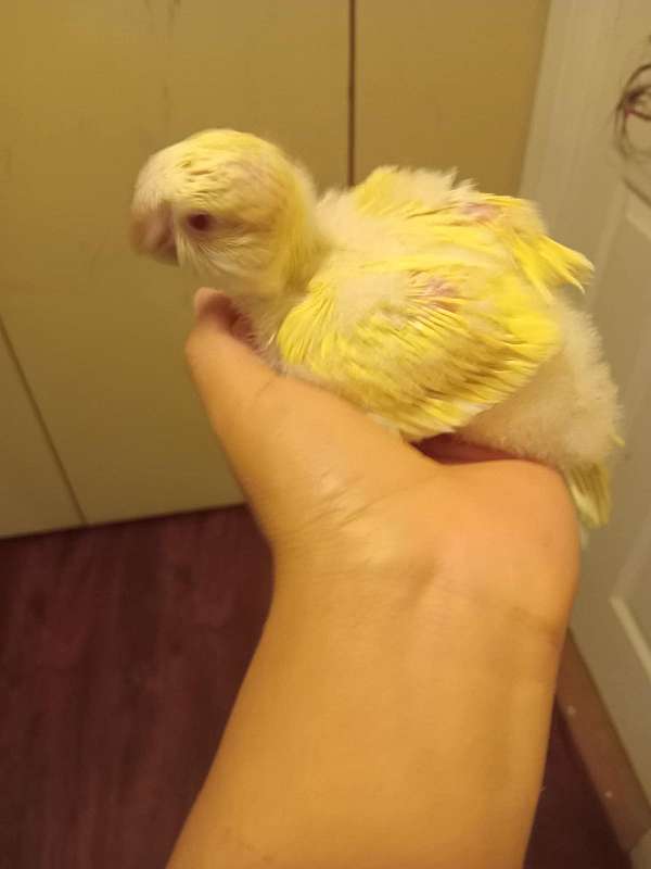 parrot-for-sale