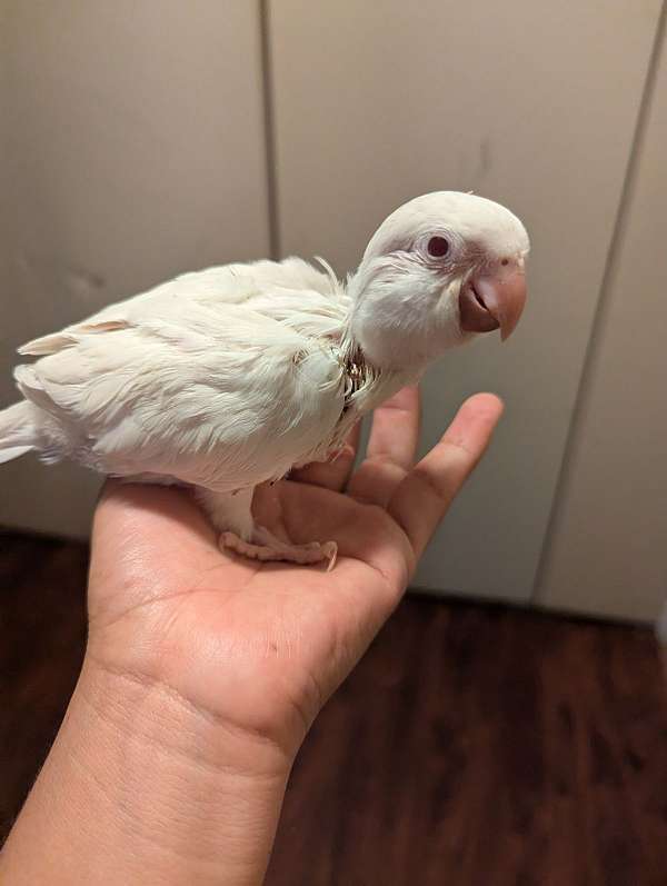 parrot-for-sale