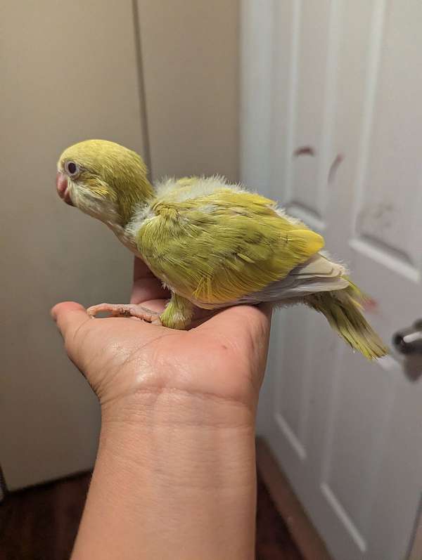 parrot-for-sale