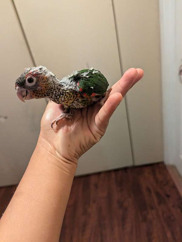 black-capped-conure-for-sale-in-east-elmhurst-ny