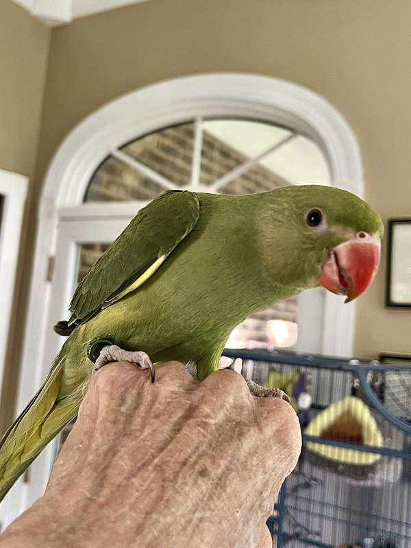 ringneck-parakeet-for-sale