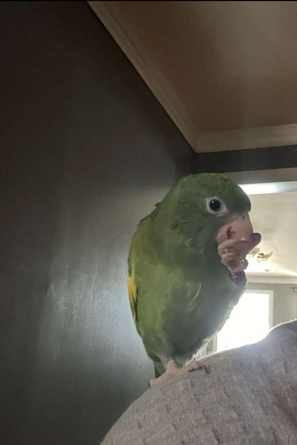 parakeet-for-sale