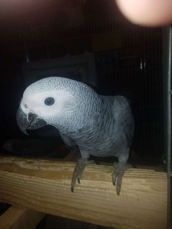 african-grey-parrot-parrot-for-sale-in-mesa-az
