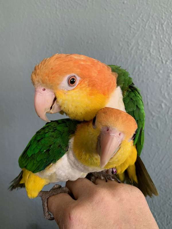 caique-for-sale-in-lewisville-tx