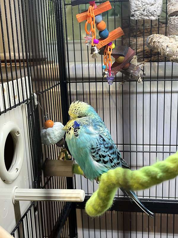 parakeet-for-sale-in-chamblee-ga