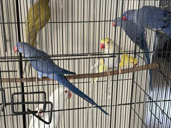 parrot-for-sale