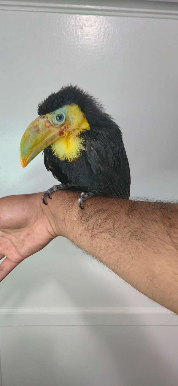 exotic-handfed-toucan-for-sale