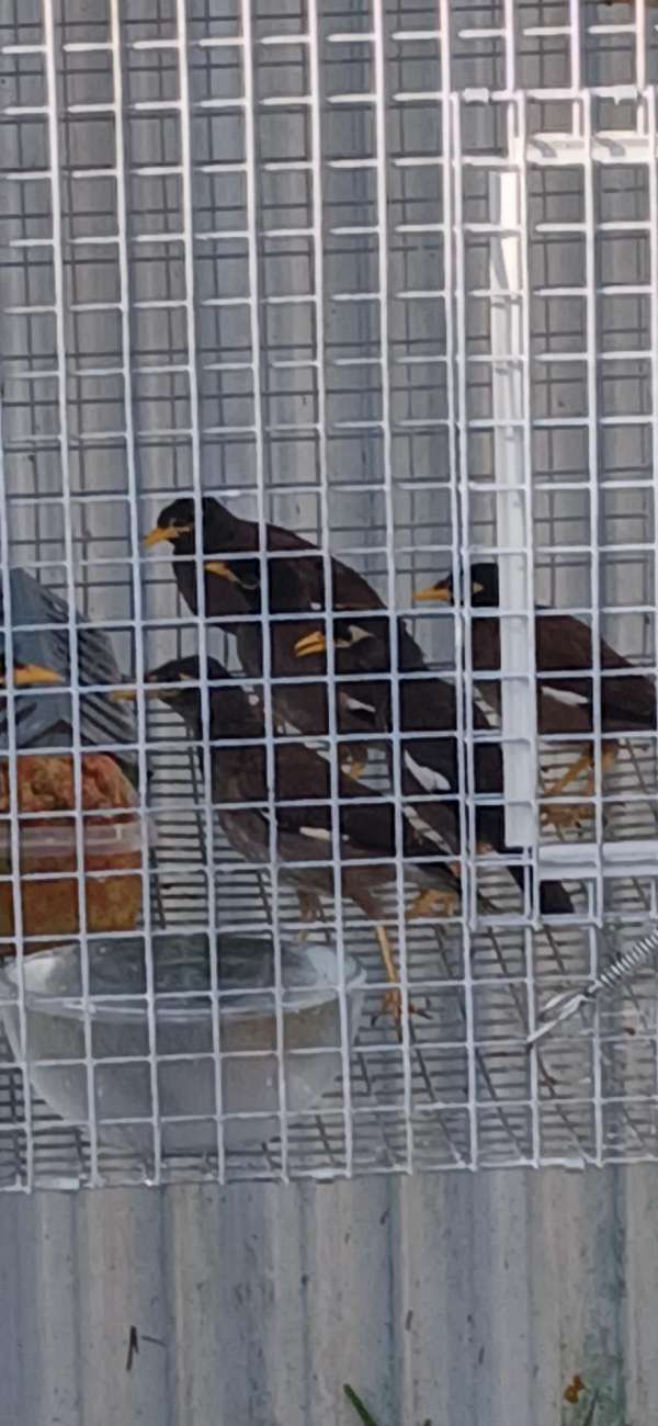 mynah-for-sale-in-charlotte-nc