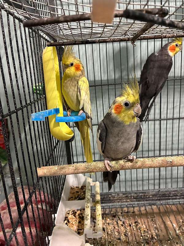 yellow-bird-for-sale-in-waterbury-ct