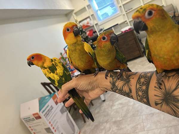 conure-for-sale