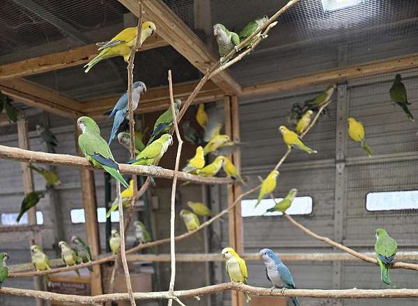 cobalt-bird-for-sale-in-arkansas