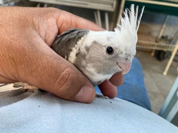 cockatiel-for-sale